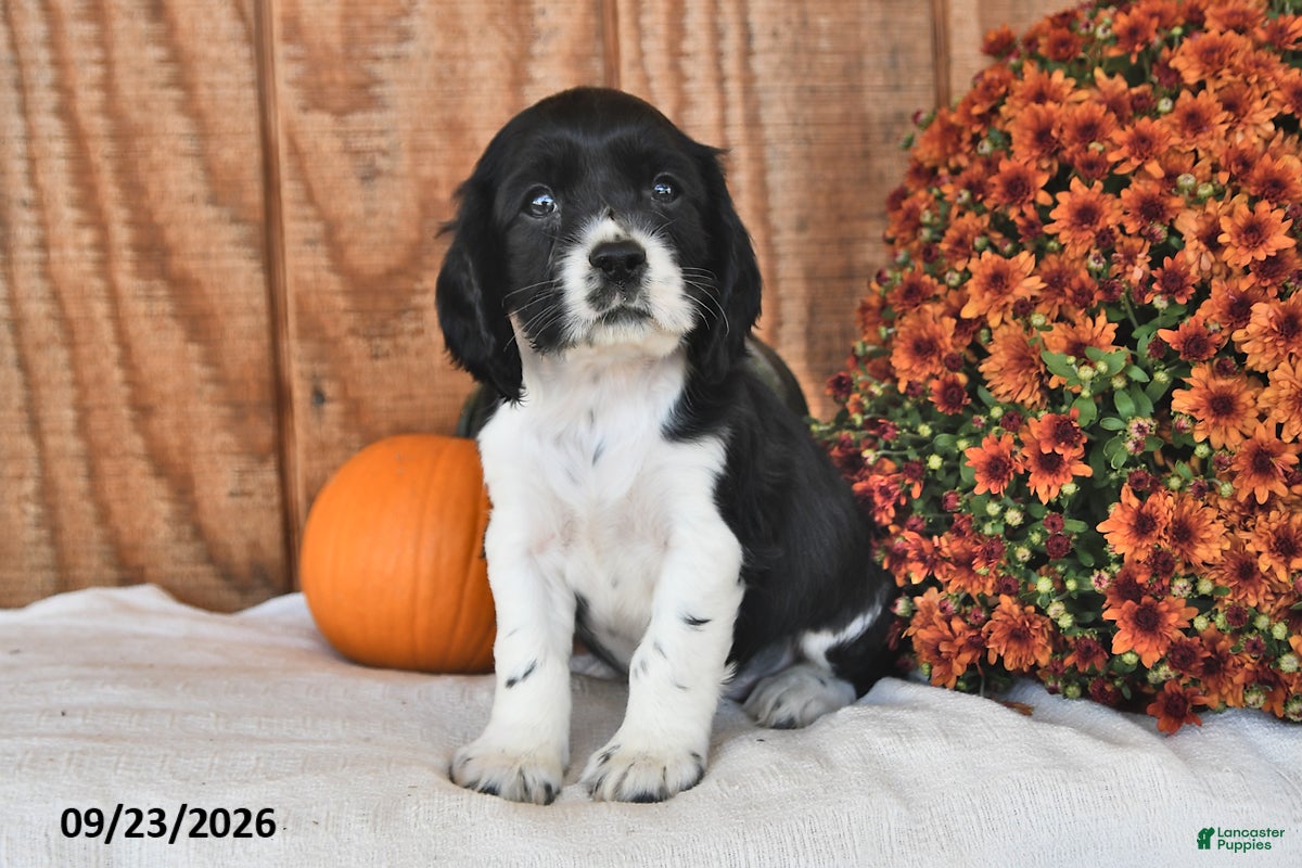 English Cocker Spaniel dogs Koda - Ad 2