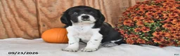 English Cocker Spaniel dogs for sale: Koda - Ad 2