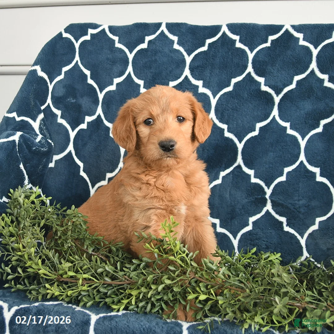 Labradoodle dogs for sale: Lizzy  - Ad 2