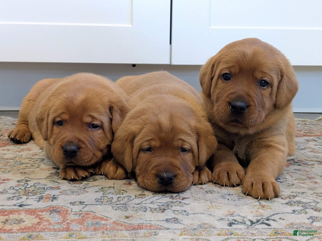 Labrador Retriever dogs for sale: Cash - Ad 7