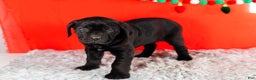 Cane Corso dogs for sale: Millie - Ad 3