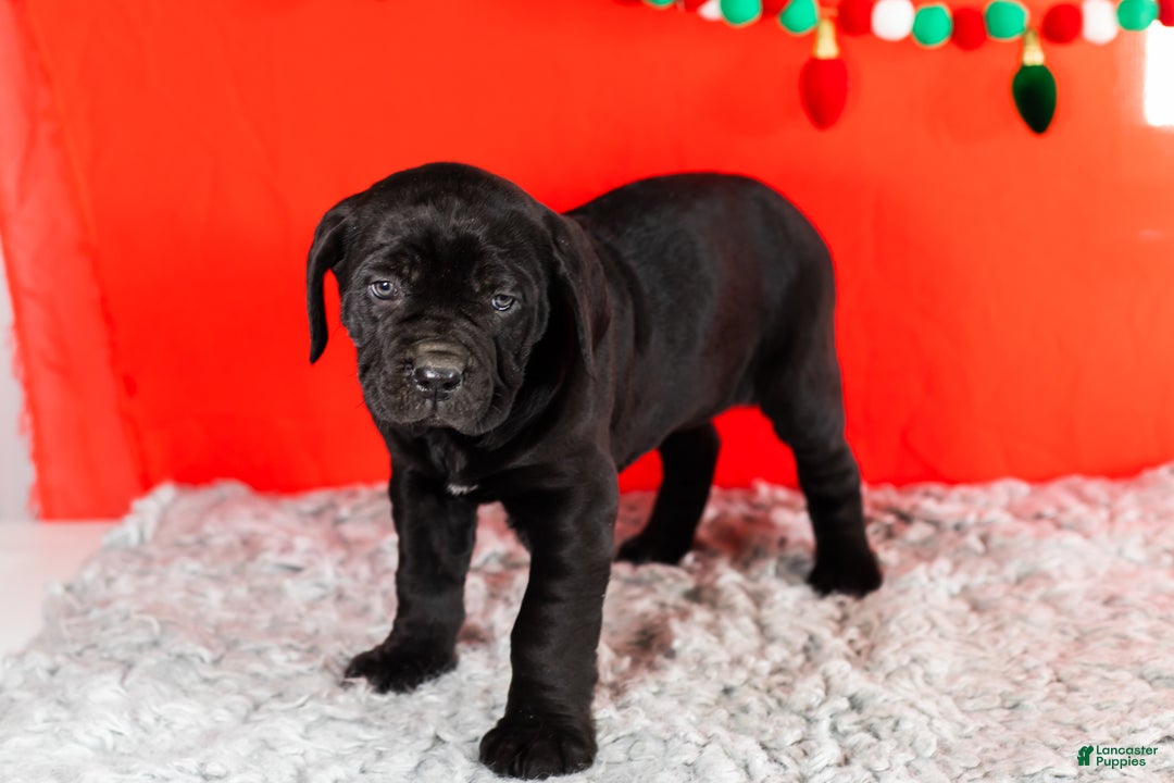 Cane Corso dogs for sale: Millie - Ad 3