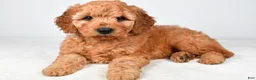 Mini Goldendoodle dogs for sale: Daisy - Ad 5