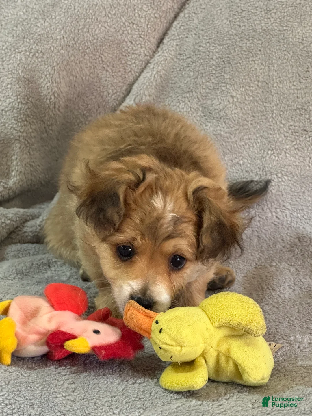 Yorkiepoo dogs for sale: Yorkiepoo Puppy 1 - Ad 2