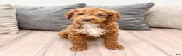 Goldendoodle dogs for sale: Asher - Ad 3