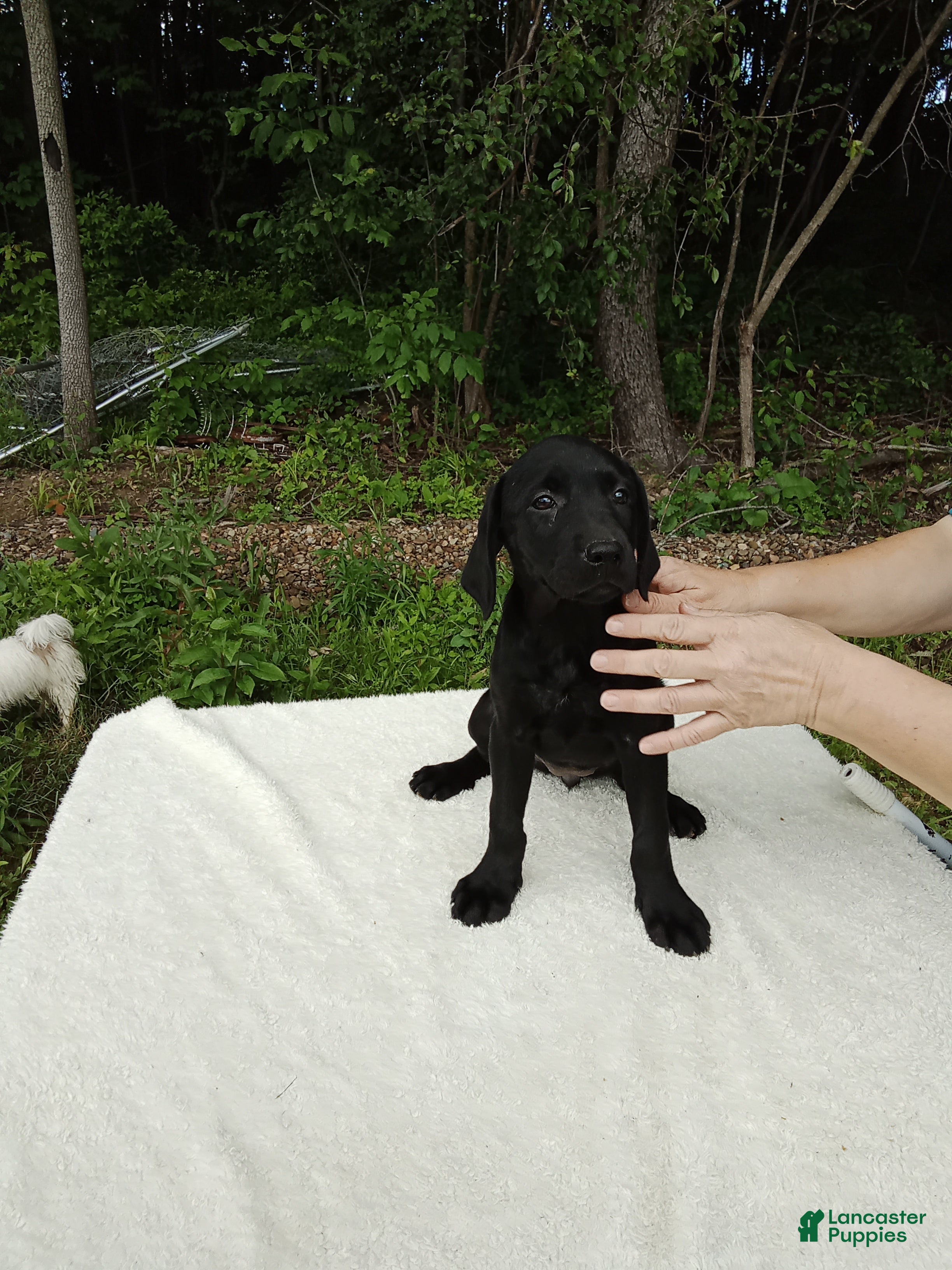 Labrador Retriever dogs Rasal - Ad 2