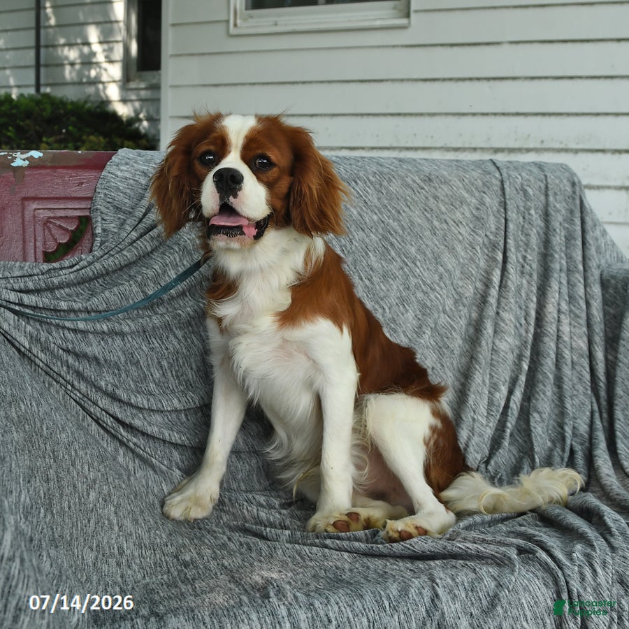 Cavalier King Charles Spaniel dogs Jadrian Thayne - Ad 2