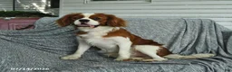 Cavalier King Charles Spaniel dogs for sale: Jadrian Thayne - Ad 2