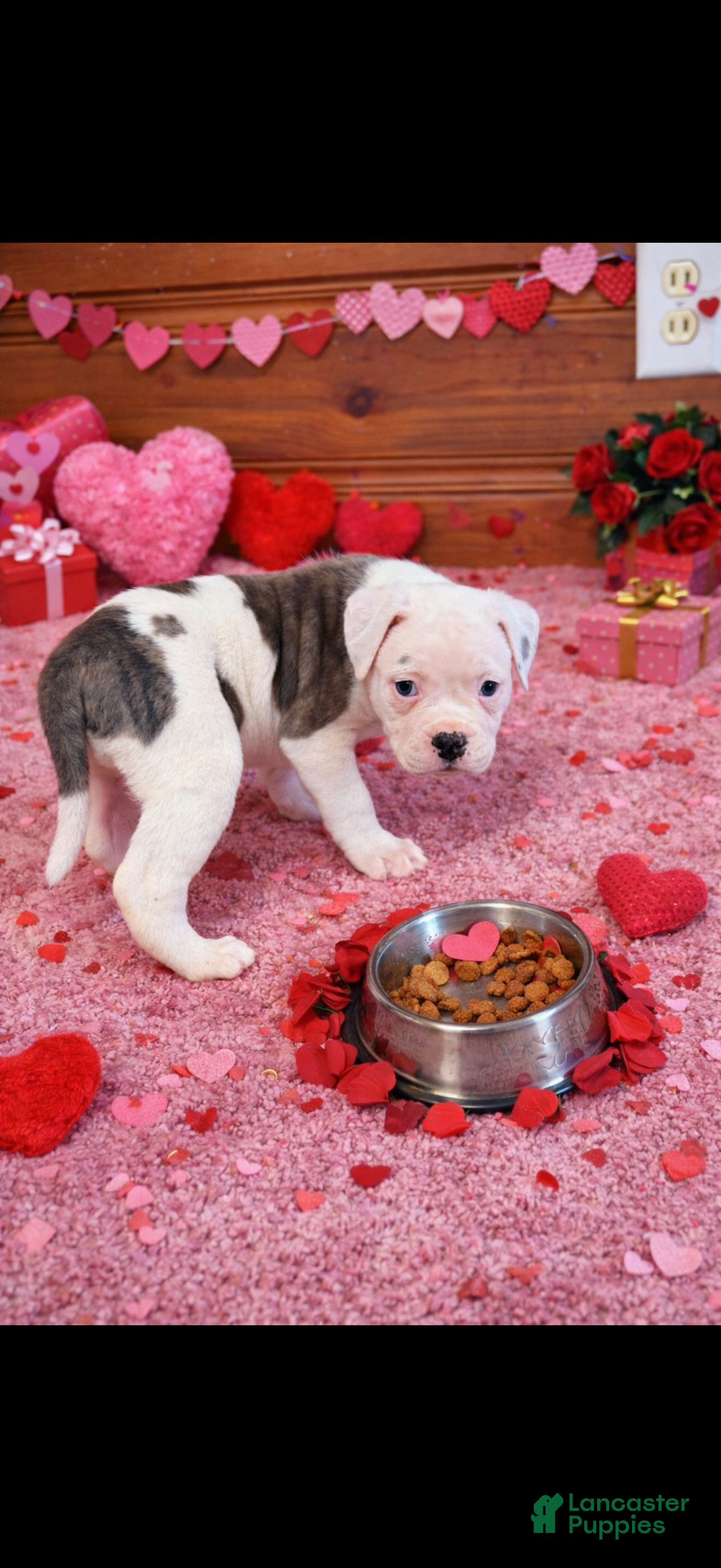 American Bulldog dogs Tank - Ad 5