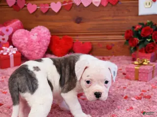 American Bulldog dogs Tank - Ad 5