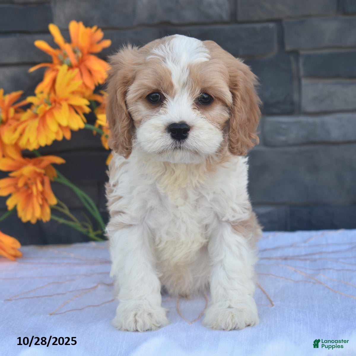 Cavapoo dogs Harvey - Ad 16