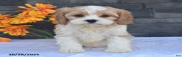 Cavapoo dogs for sale: Harvey - Ad 1