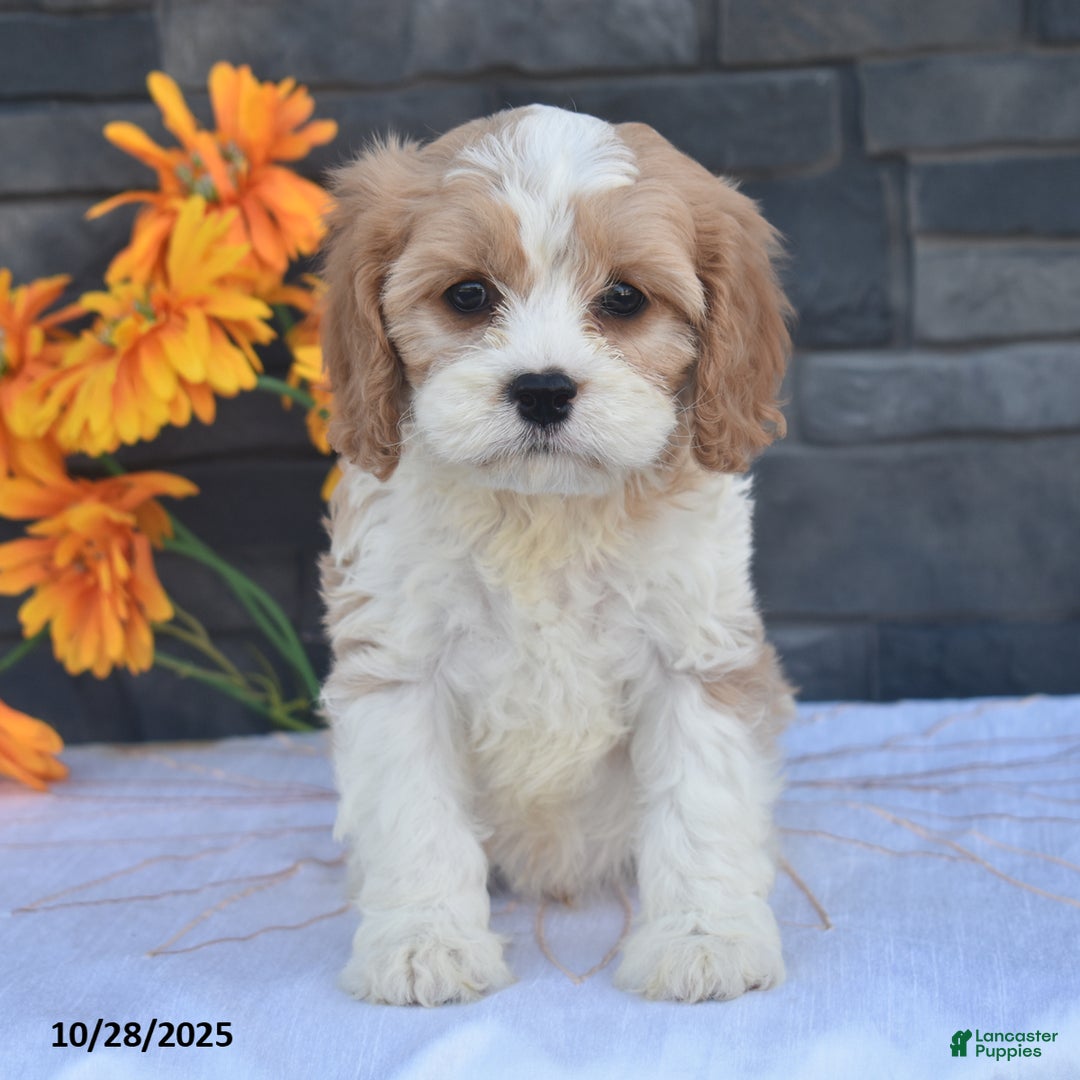 Cavapoo dogs for sale: Harvey - Ad 1