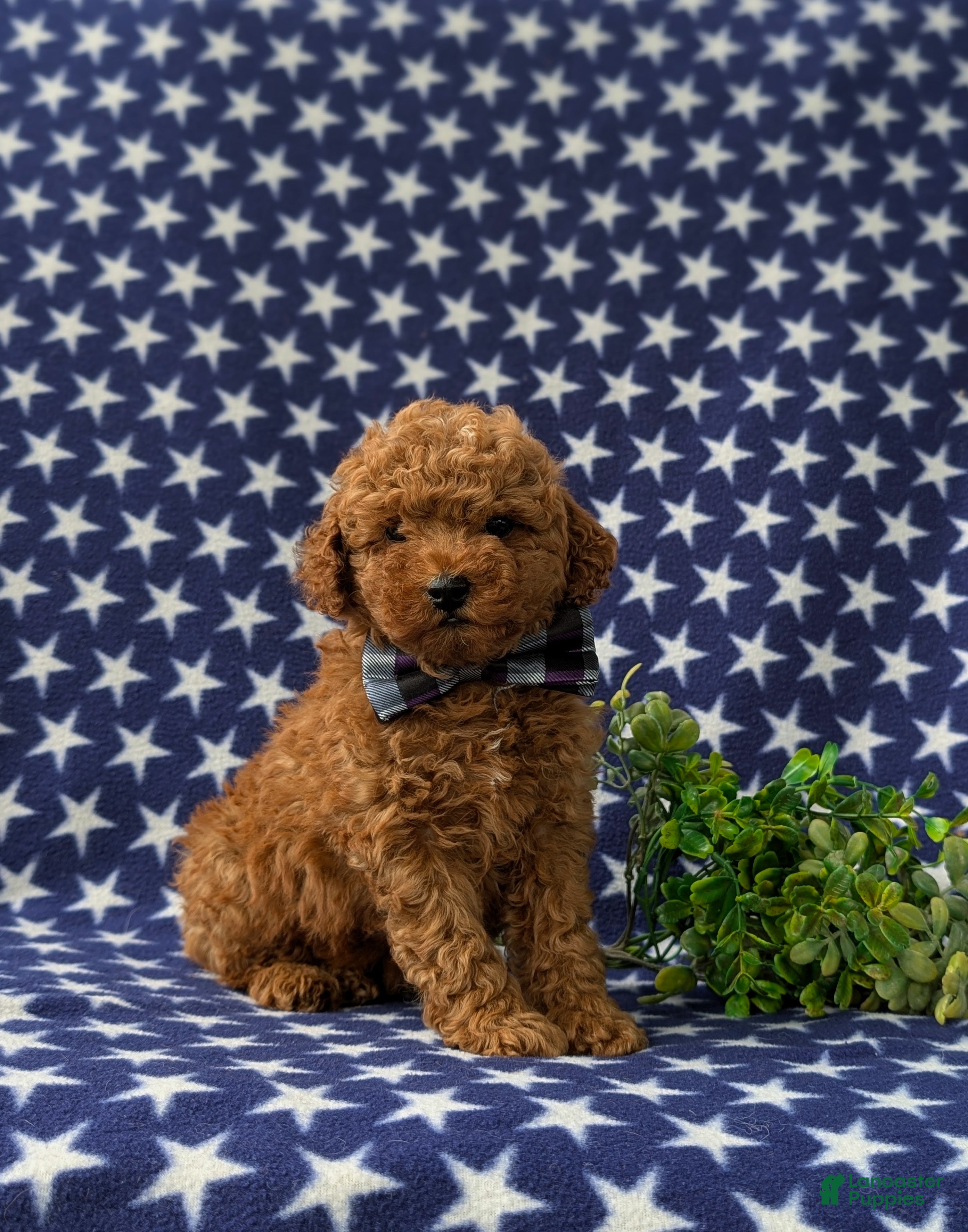 Miniature Poodle dogs Richmond AKC Registered - Ad 1