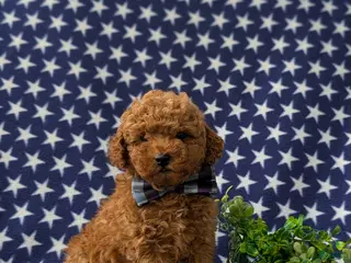Miniature Poodle dogs for sale: Richmond AKC Registered - Ad 2