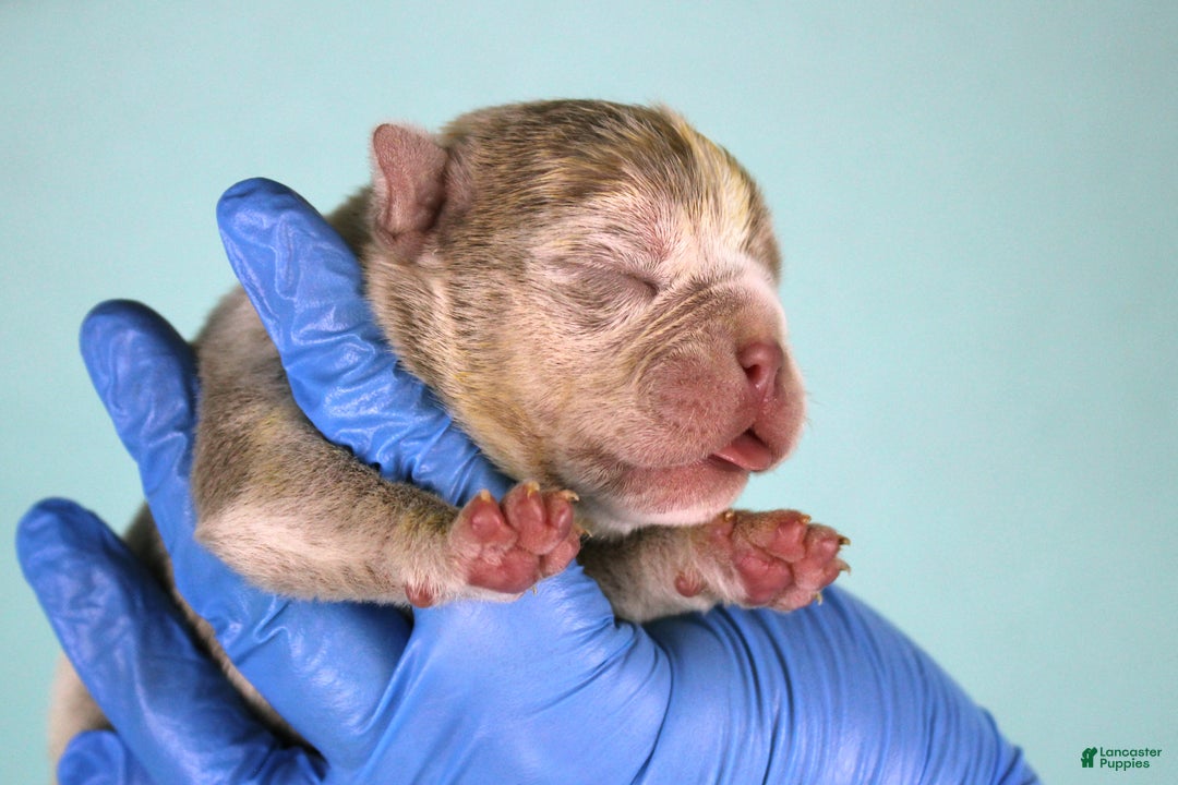 American Bully dogs for sale: Lilac Merle Female - Ad 3