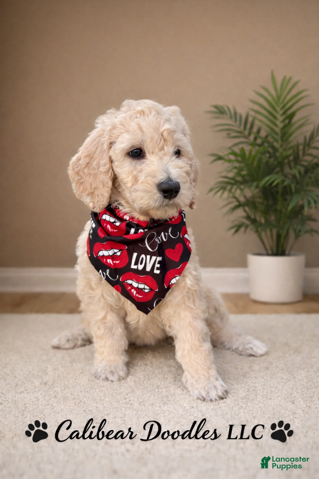 Goldendoodle dogs for sale: Goldendoodle Puppy 1 - Ad 1