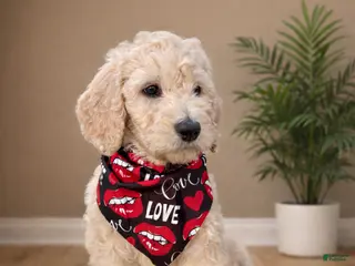 Goldendoodle dogs Goldendoodle Puppy 1 - Ad 7