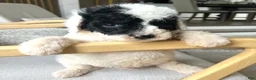Mixed Breed dogs for sale: Ranger - Ad 4