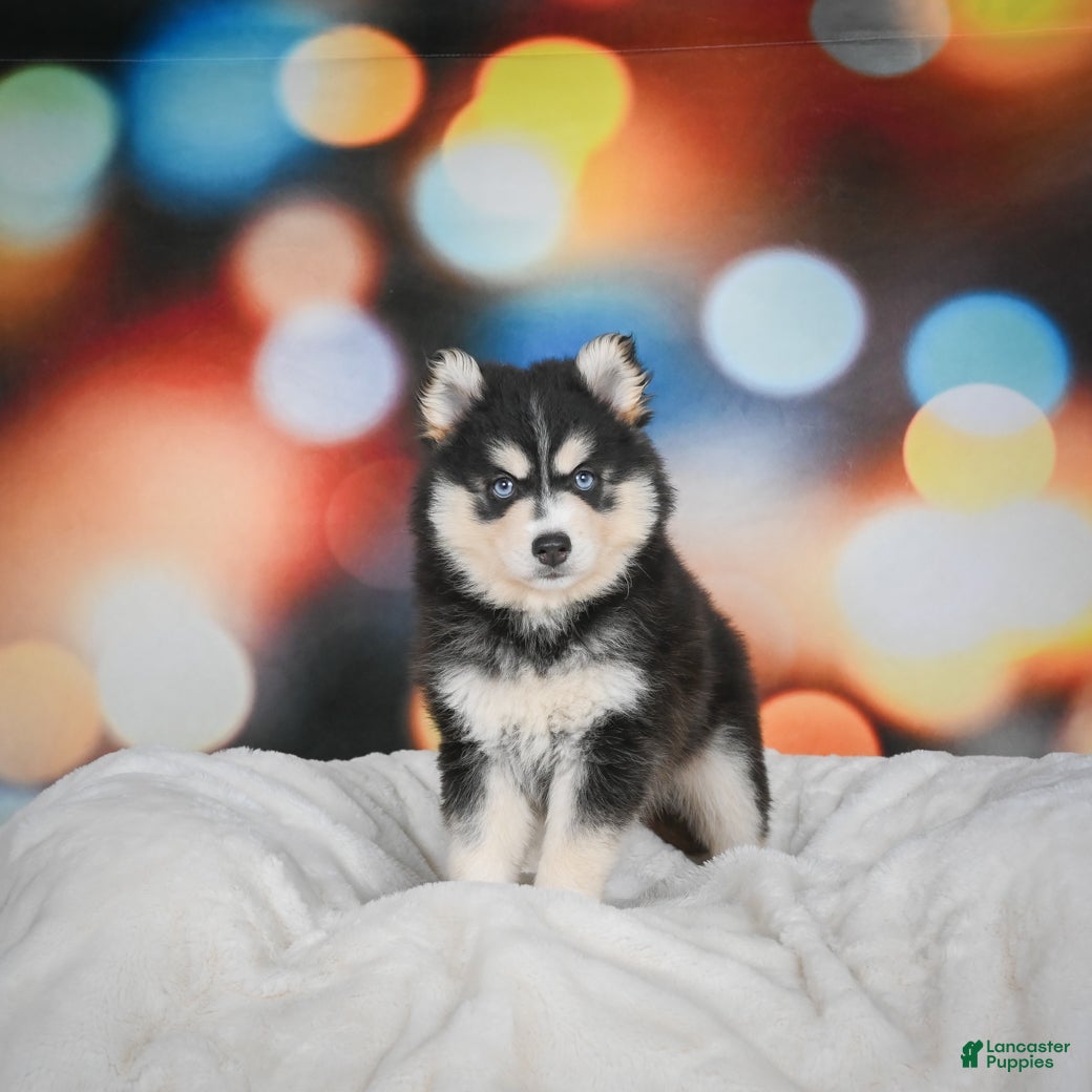 Pomsky dogs Patty - Ad 11