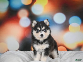 Pomsky dogs Patty - Ad 5