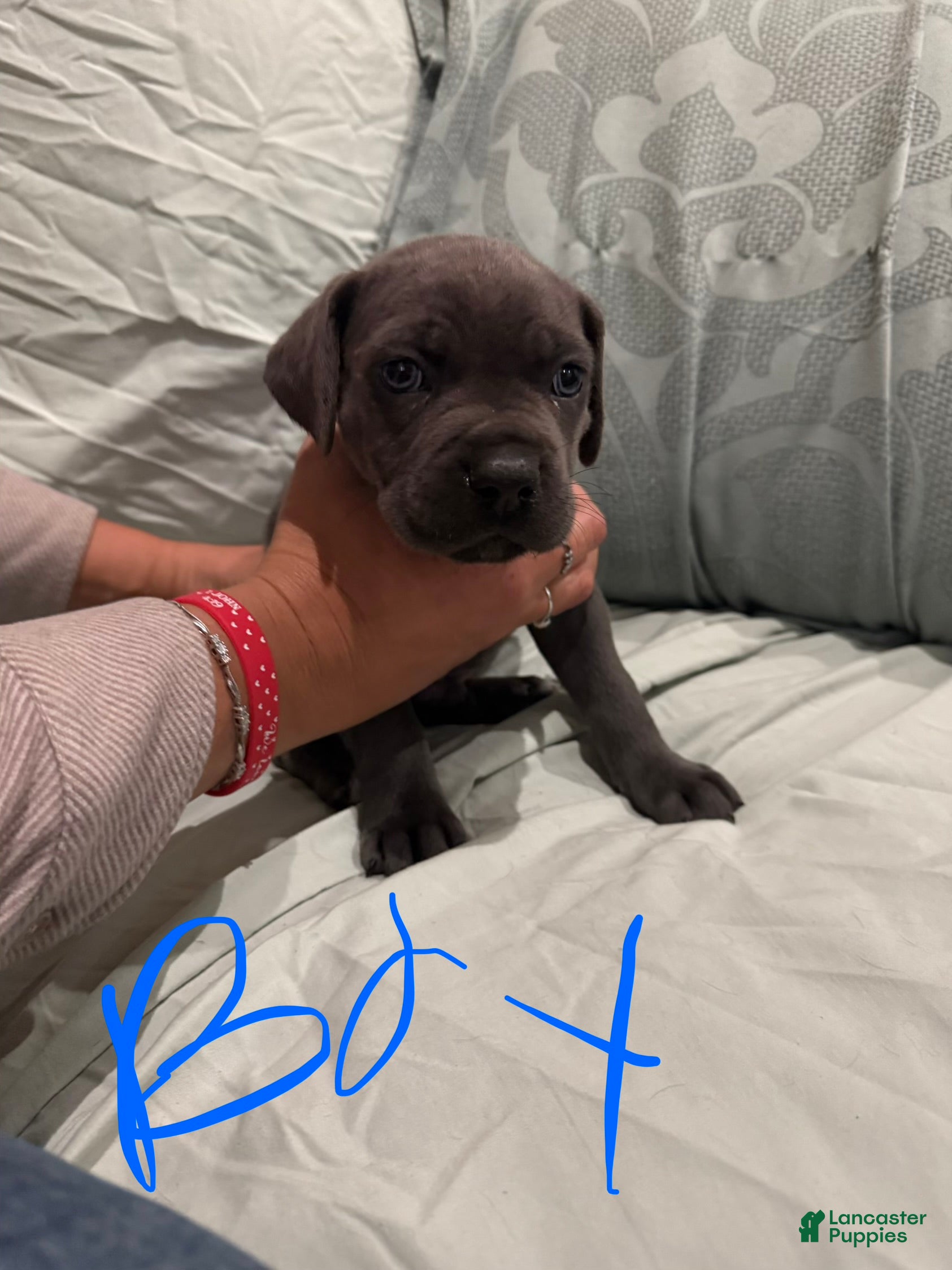 Cane Corso dogs Cane Corso Puppy 6 - Ad 42