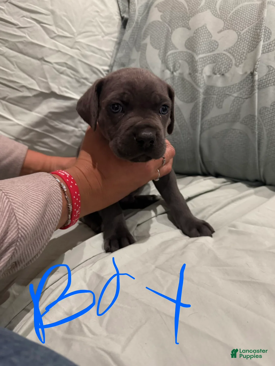 Cane Corso dogs for sale: Cane Corso Puppy 6 - Ad 1