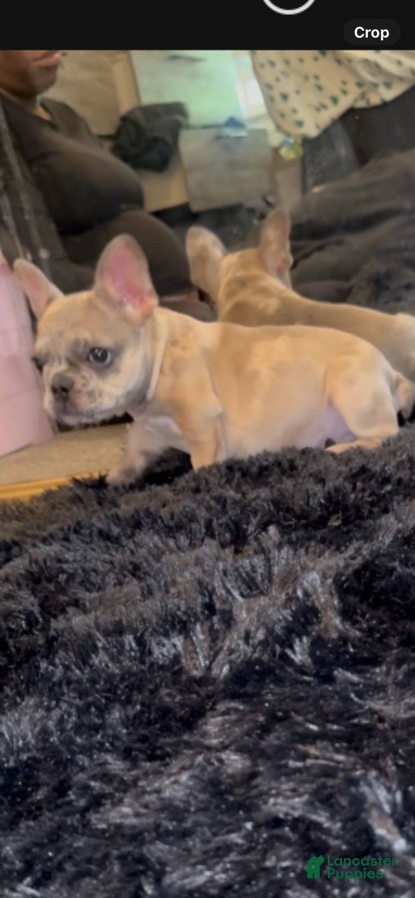 French Bulldog dogs for sale: French Bulldog 1 - Ad 8