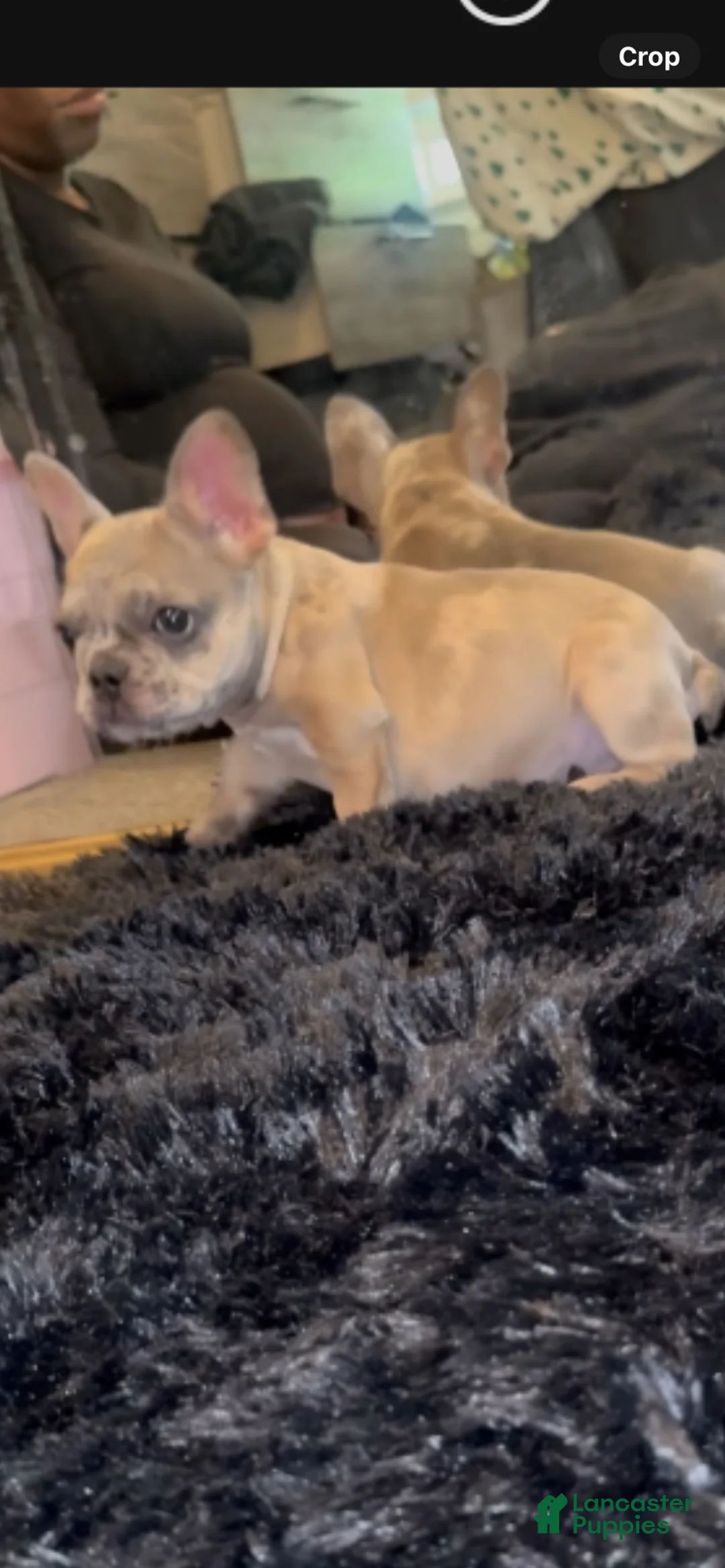 French Bulldog dogs for sale: French Bulldog 1 - Ad 1