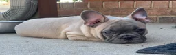 French Bulldog dogs for sale: Hank - Ad 7