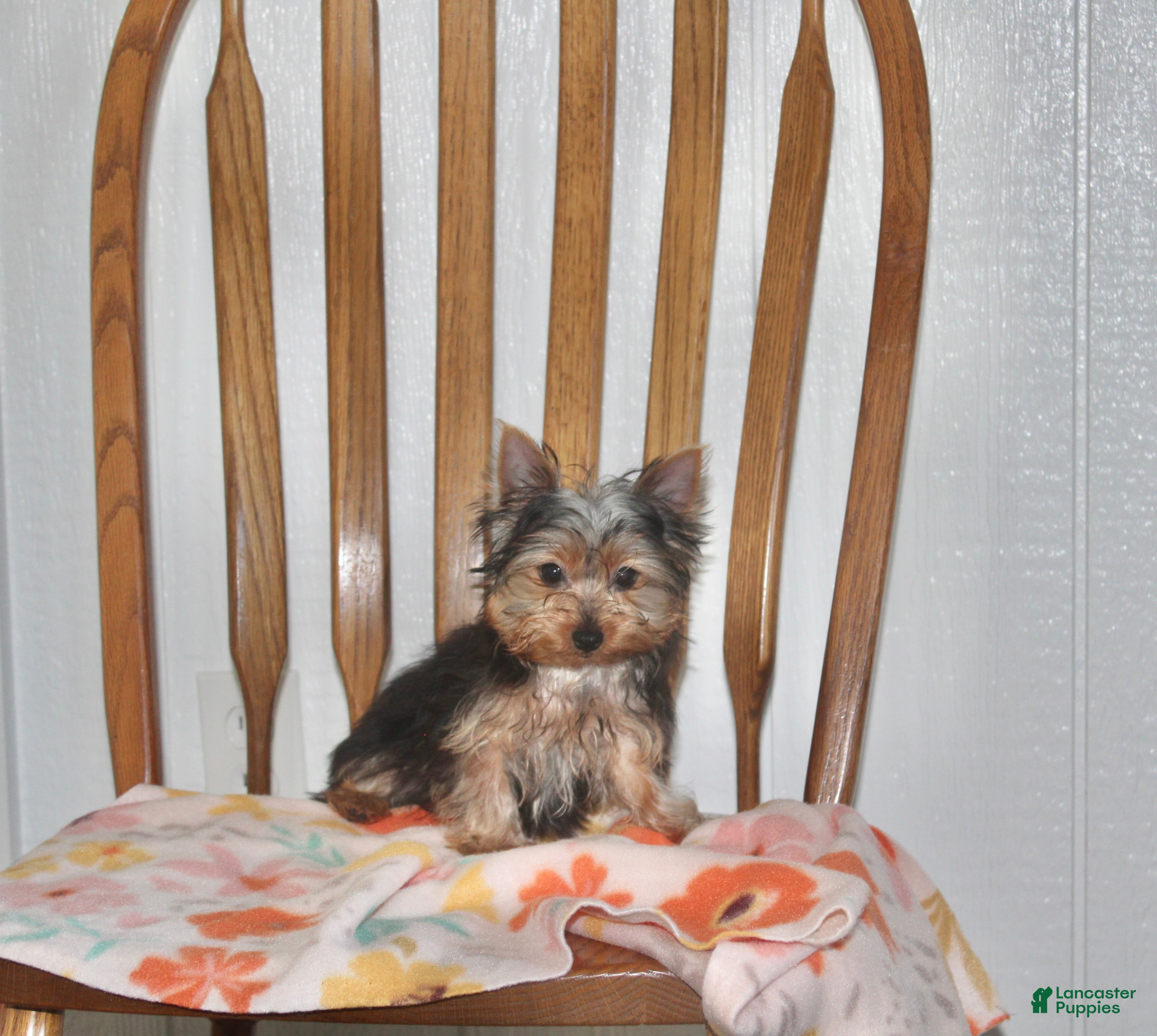 Yorkshire Terrier dogs for sale: Jewel - Ad 2