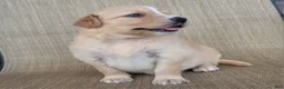 Australian Shepherd dogs for sale: Princess - Ad 5