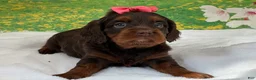 Cavapoo dogs for sale: Bella  - Ad 2