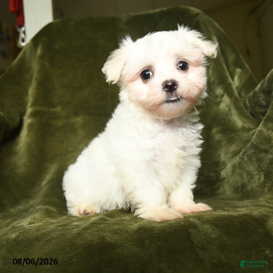 Maltese dogs Sam - Ad 1