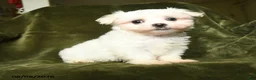 Maltese dogs for sale: Sam - Ad 1
