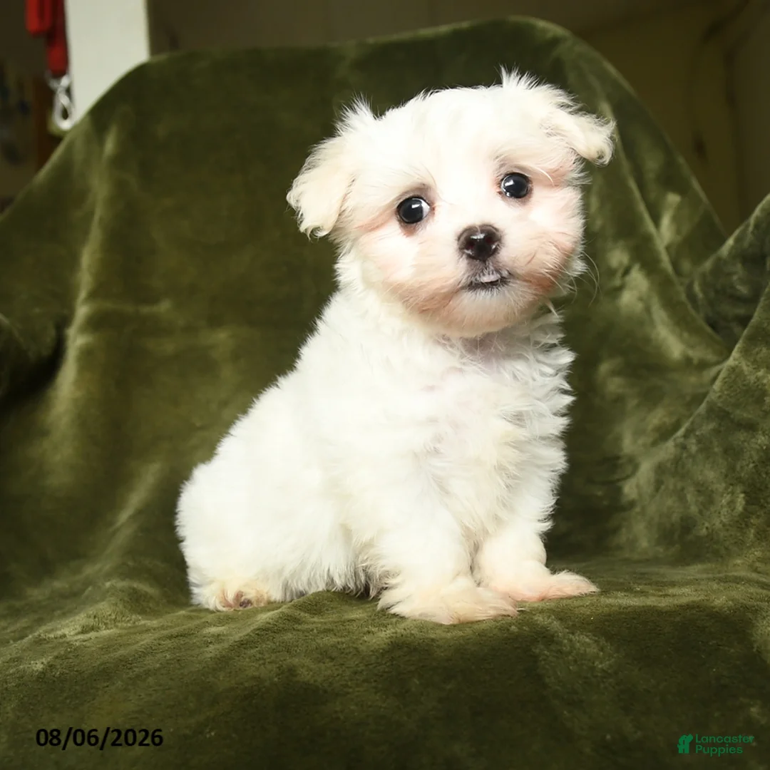 Maltese dogs for sale: Sam - Ad 1