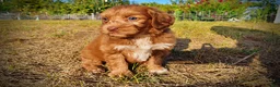 Havapoo dogs for sale: Muppet-Sale!!! - Ad 9