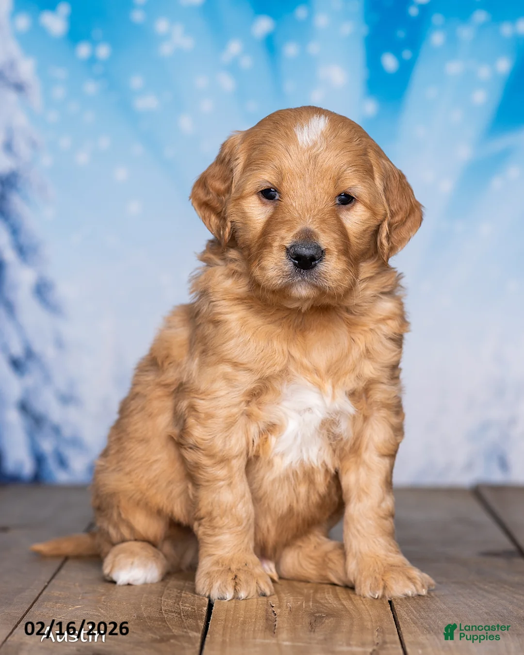 Goldendoodle dogs for sale: Austin - Ad 1