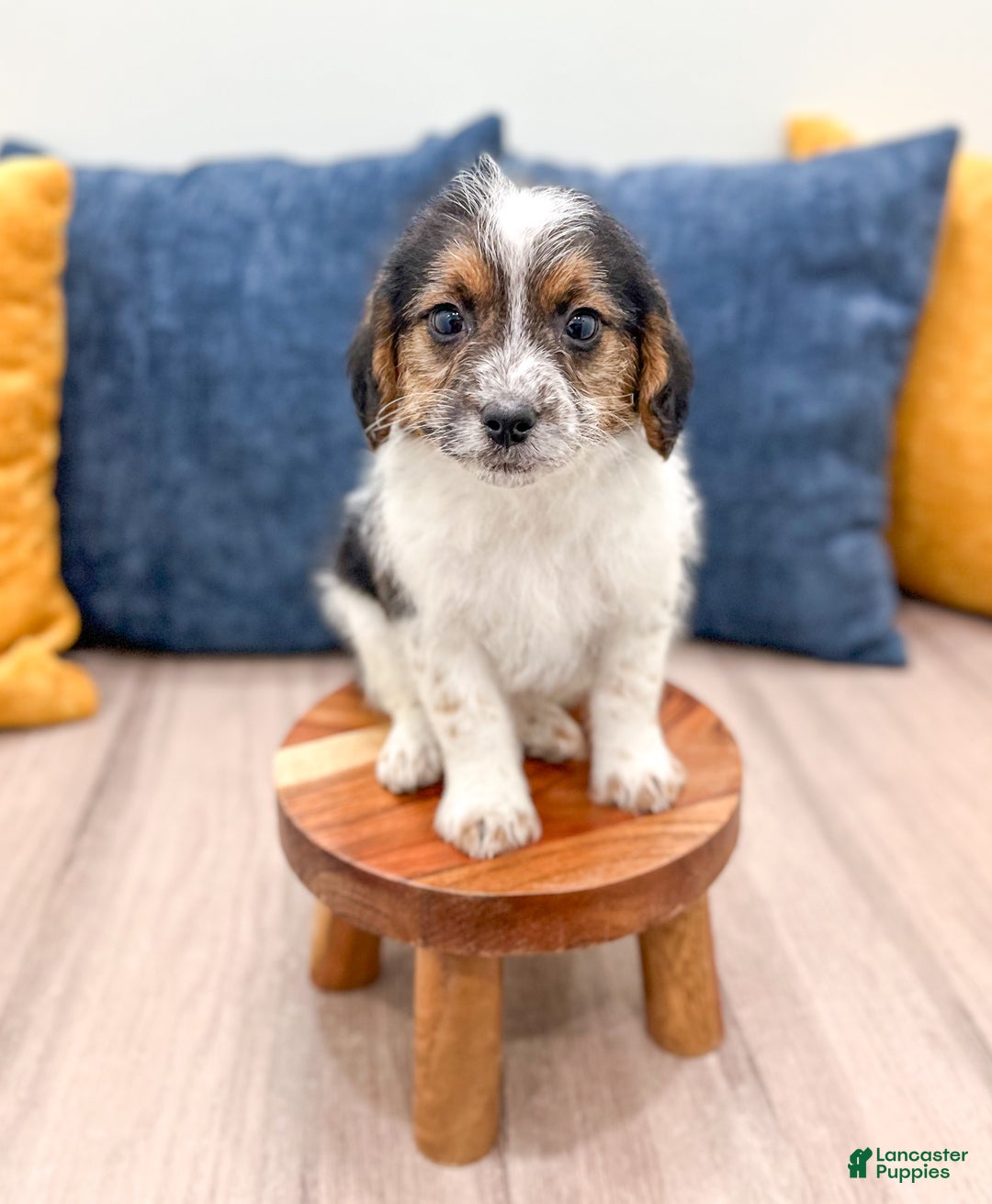 Beaglier dogs for sale: Jane - Ad 2