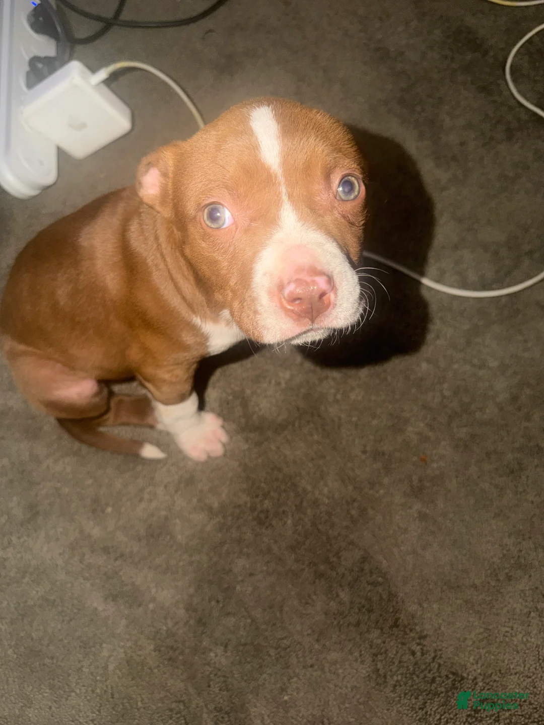 American Pit Bull Terrier dogs for sale: American Pit Bull Terrier Puppy 2 - Ad 3
