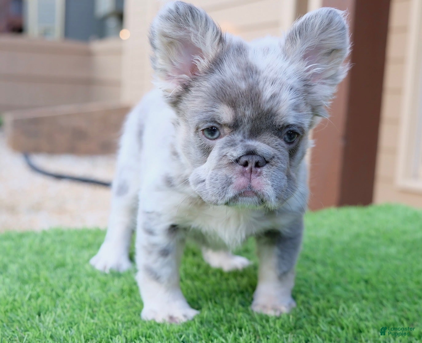 French Bulldog dogs Princess  - Ad 2