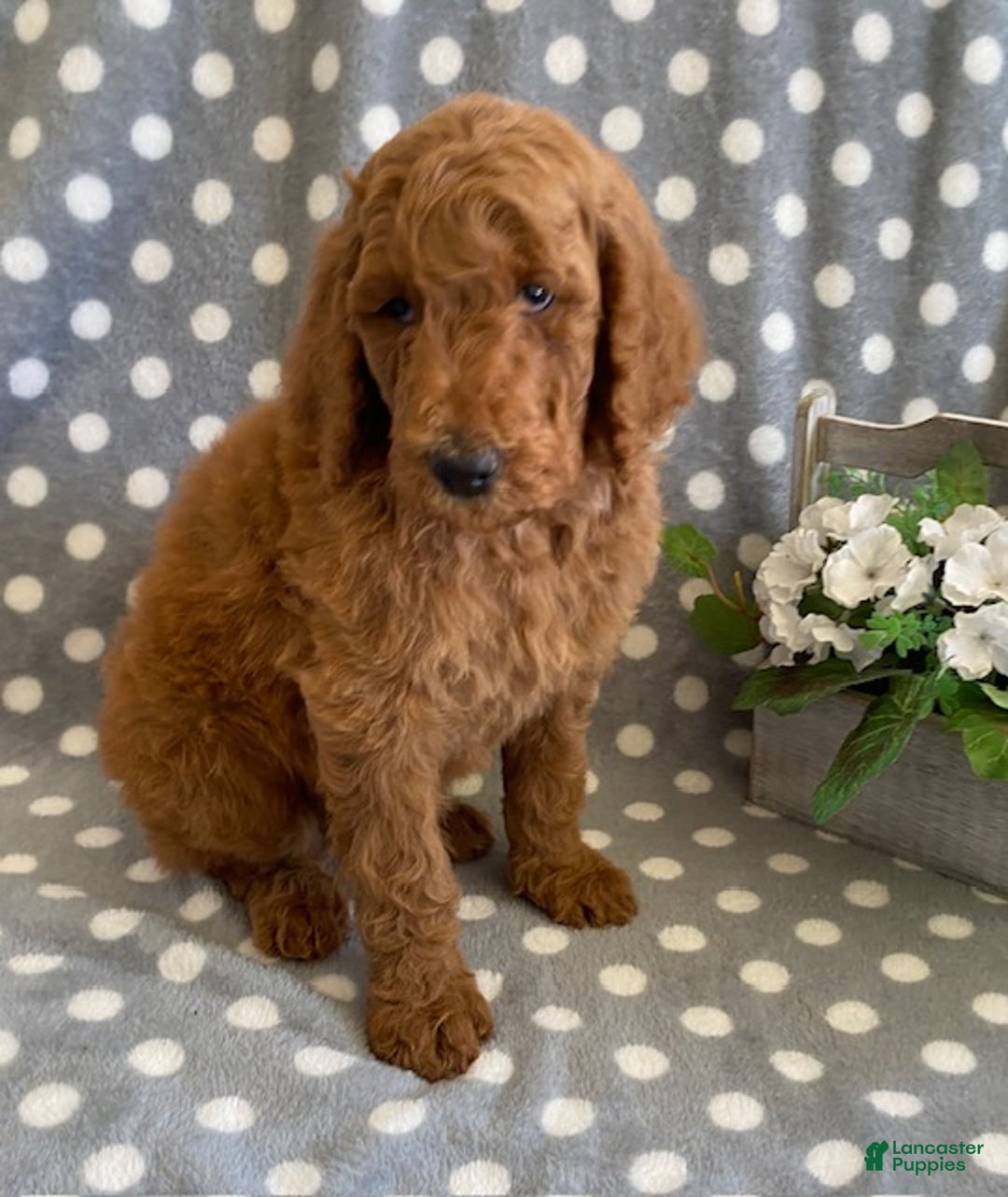Standard Poodle dogs for sale: Jack - Ad 4