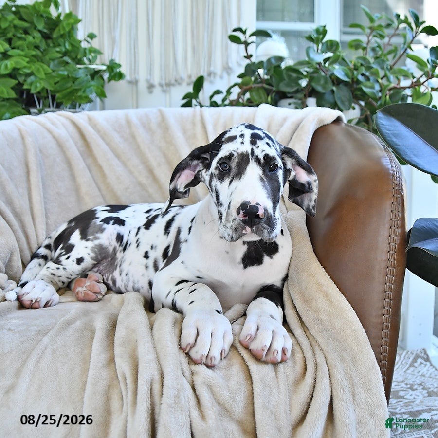 Great Dane dogs Bentley - Ad 1