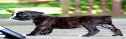 Boxer dogs for sale: Lilac  - Ad 4