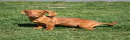 Miniature Dachshund dogs for sale: Meredith - Ad 7