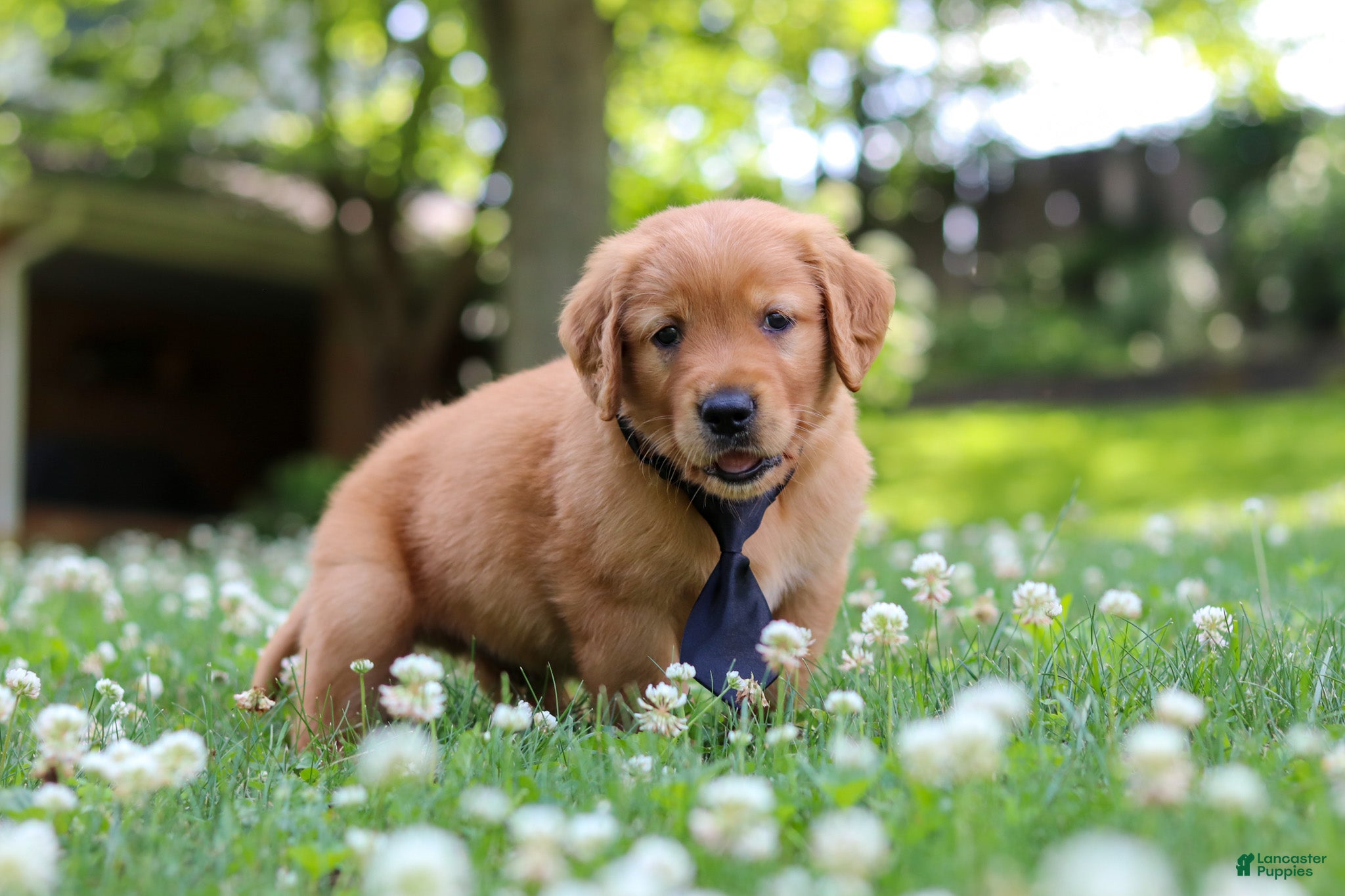 Golden Retriever dogs Vincent - Ad 2