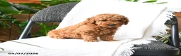 Mini Goldendoodle dogs for sale: Grayson - Ad 4