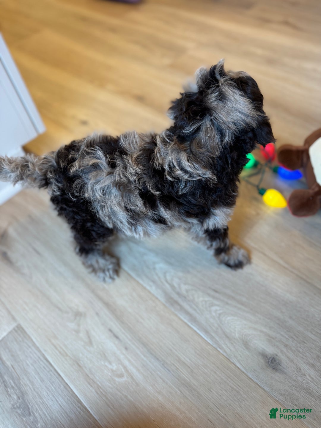 Mini Goldendoodle dogs for sale: Cooper - Ad 5