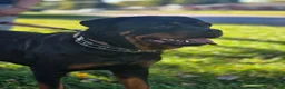 Rottweiler dogs for sale: Scarlett - Ad 30