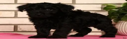 Yorkiepoo dogs for sale: Ender - Ad 7